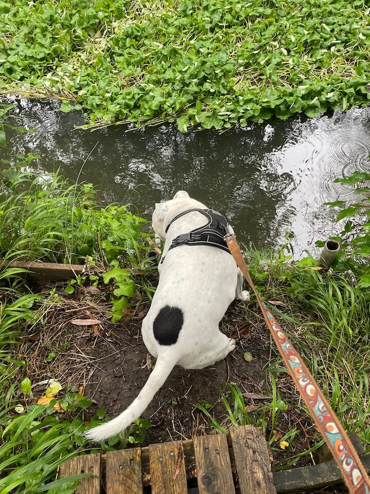 Shaka the Staffordshire terrier takes a dip in a river on a campsite