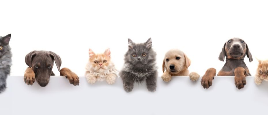 Pet home boarding banner image showing a variety of cats and dogs