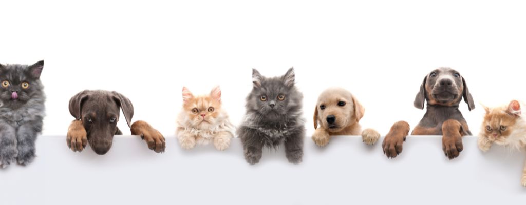 The importance of registered home boarding in the UK blog banner image showing a variety of dogs and cats.
