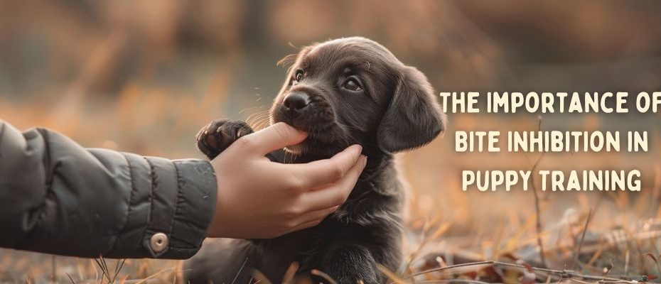 The importance of bite inhibition in puppy training article banner image