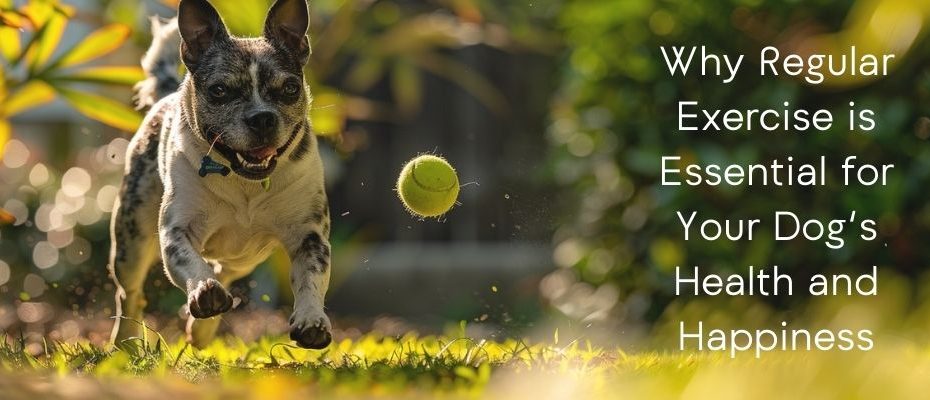Essential Reasons Why Your Dog Needs Regular Exercise article banner